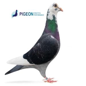 Pigeon Health & Performance